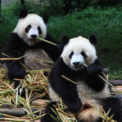 zChengdu